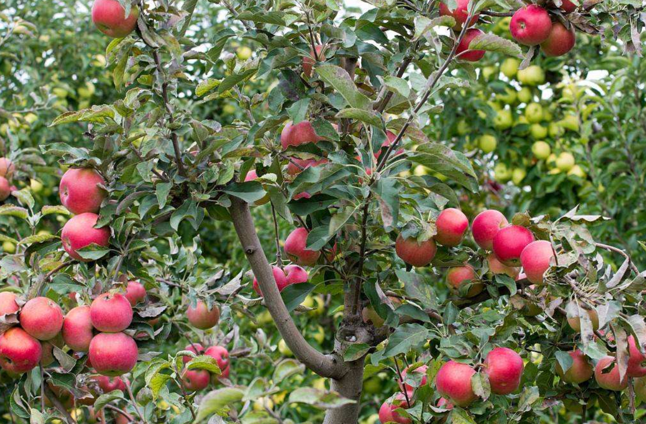 苹果树生长期如何进行修剪,掌握技巧很简单