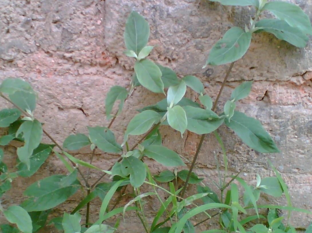 土牛七你真的了解吗?土牛七知识科普