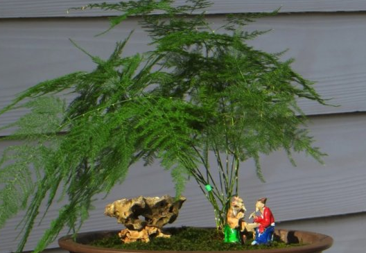 松竹- 热门商品专区