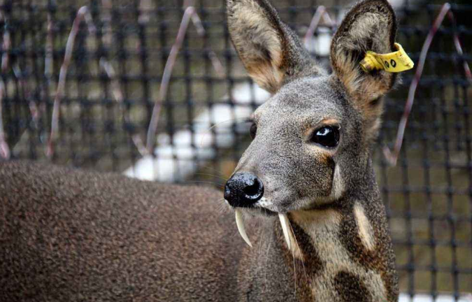 要把麝养好,掌握养殖技术非常关键,这些你需要知道