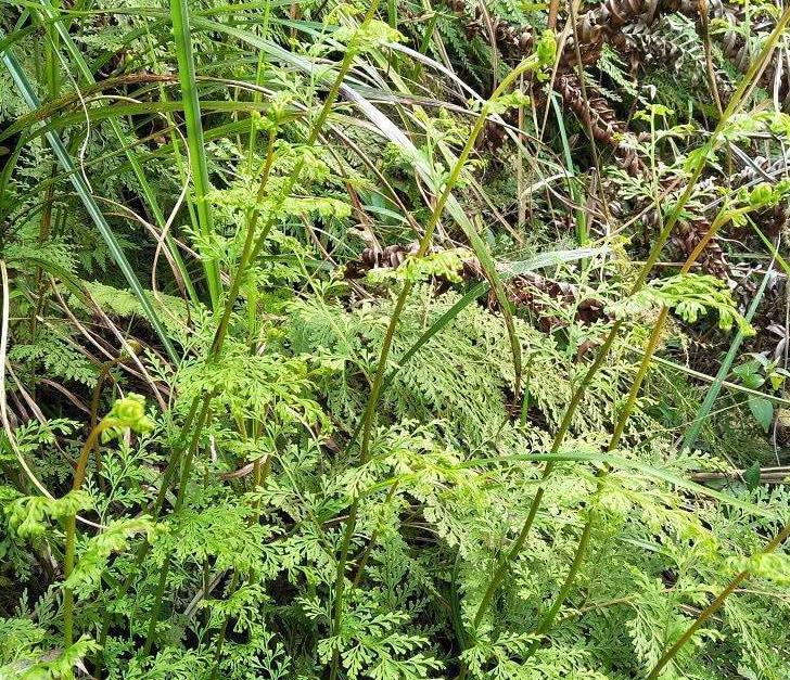 乡下一野草,人称"万能解毒药,曾遍地都有无人采,现不可多得