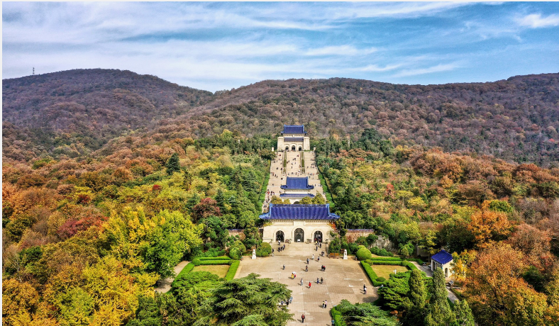 "一句梧桐美,种满金陵城"南京最美的夏天,不过是这条林荫大道