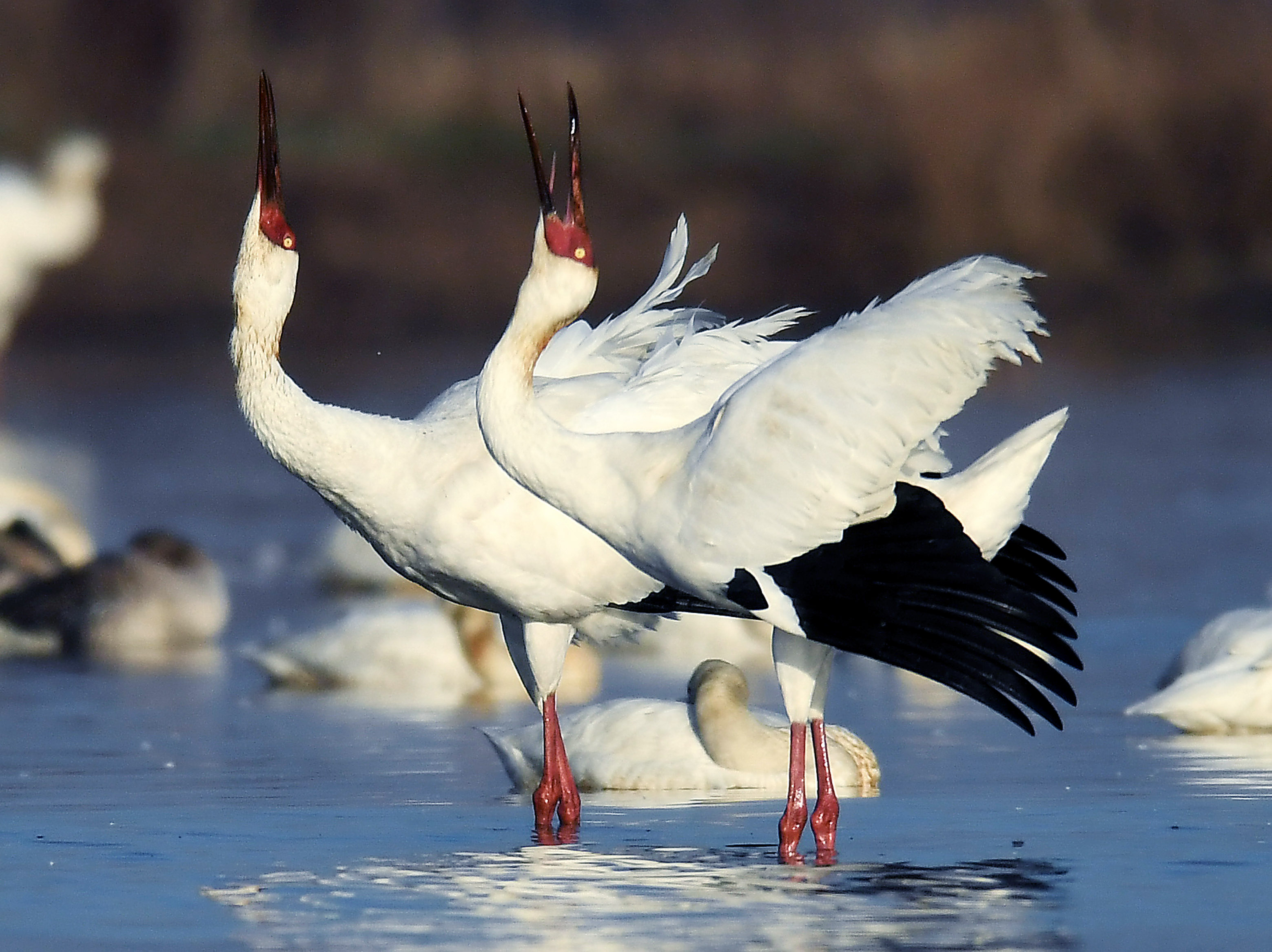 鄱阳湖频现珍稀鸟种(1)