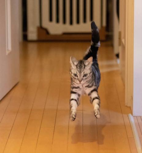 慢镜头下奔跑的猫咪,那奔跑的姿势太威风了!