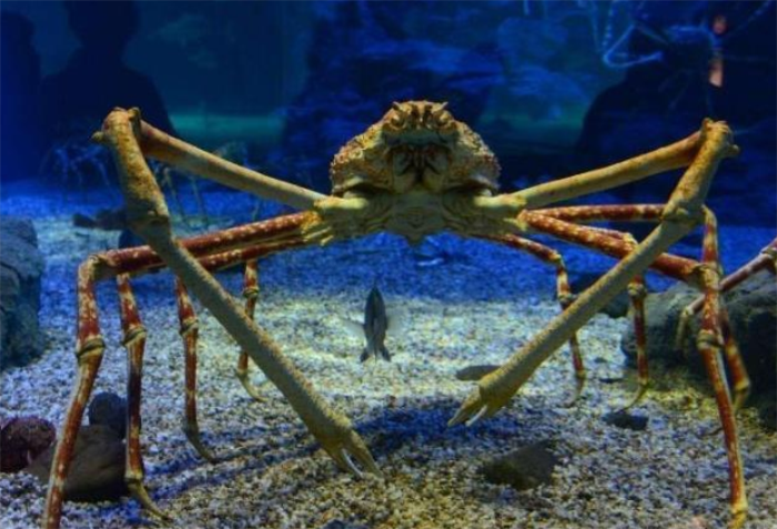 1000米海底出现"数百万"巨型生物,南极急需一批吃货去拯救!