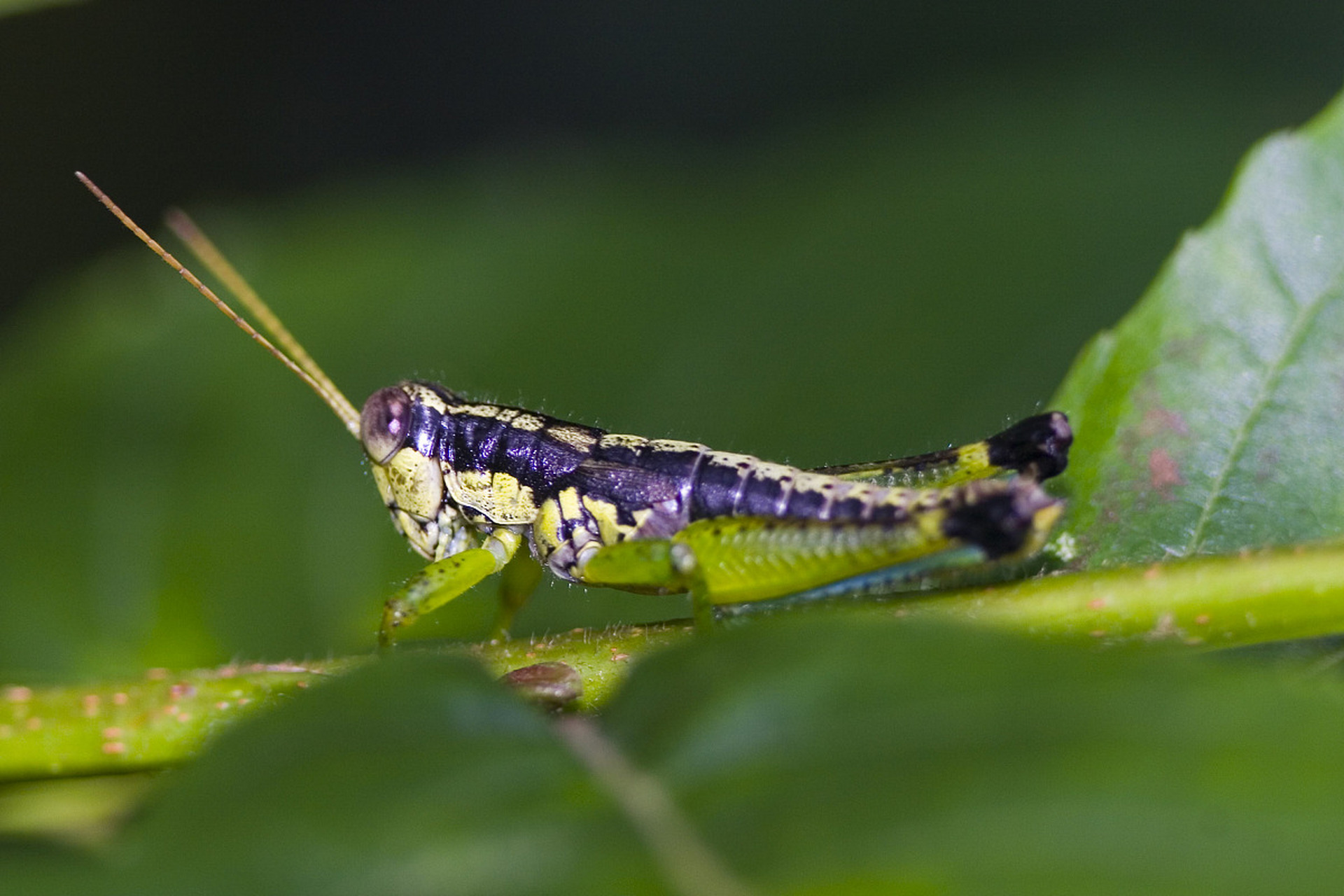科普# 蚂蚱是一种小型昆虫,通常体形较小,后腿发达,具有跳跃能力.