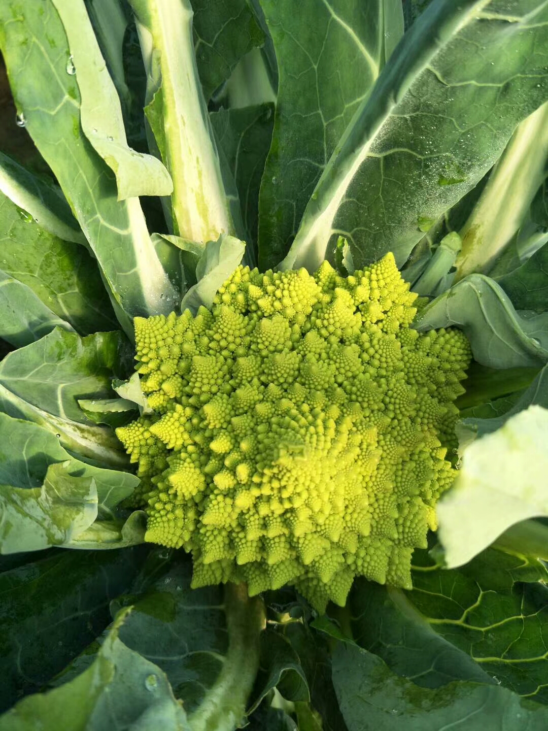 宝塔菜花,这种菜你吃过吗?