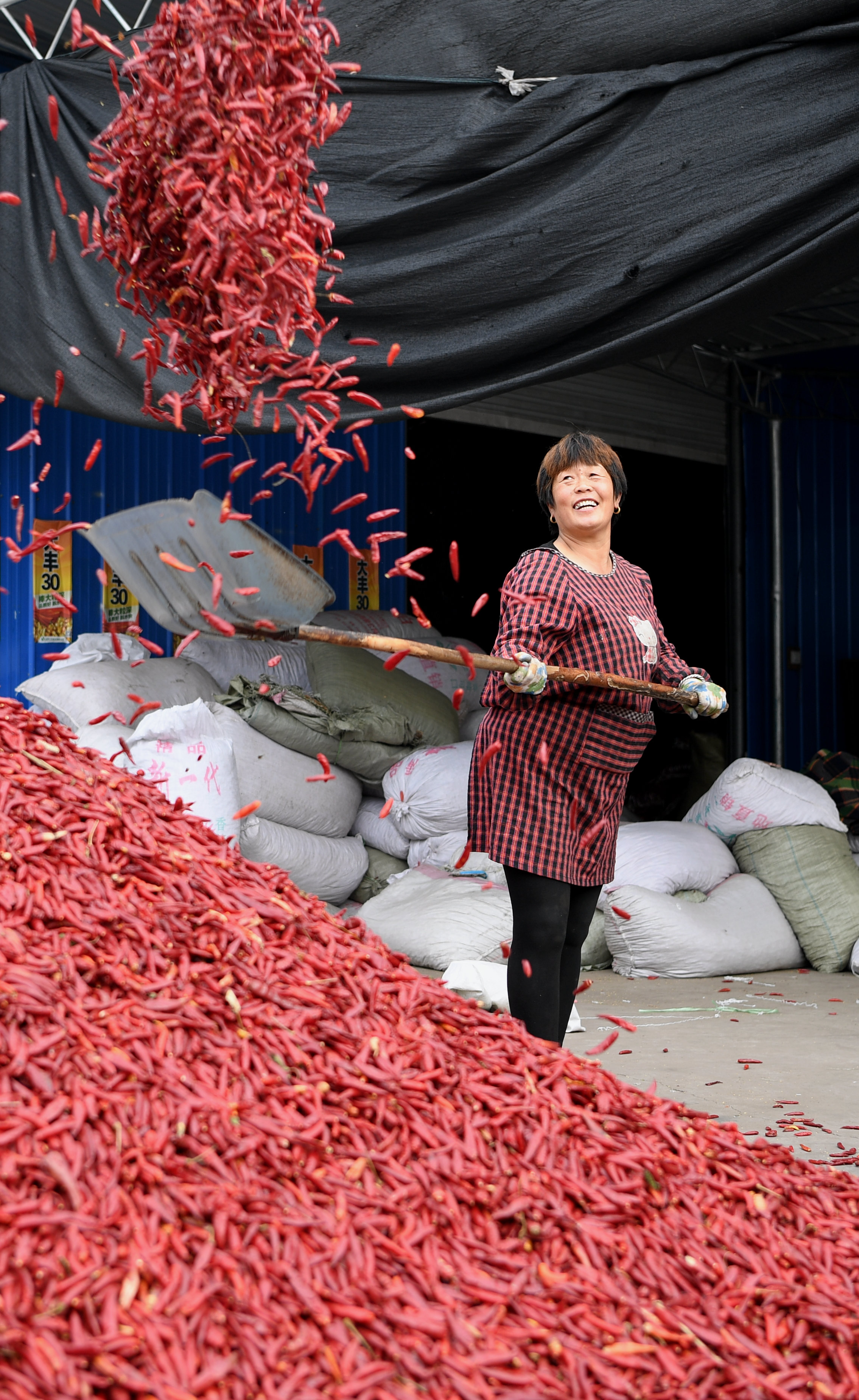 新华社照片,襄汾(山西),2018年11月14日    山西
