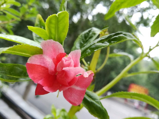 茶花凤仙种子怎么种?