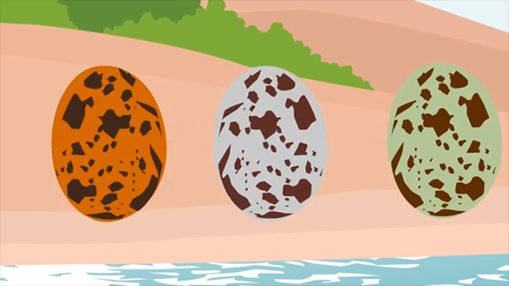 盘点花纹最独特的五种鸟蛋