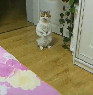 看到这只猫咪走路的姿势,反正我忍不住笑了,虽然会有些不厚道