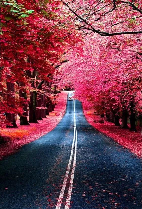 最美花路,一直在路上!