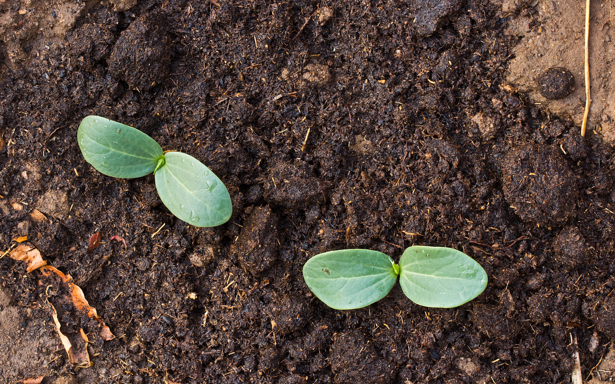 花生的生长过程包括选址,种子准备,发芽生长,萌芽和开花,授粉和结荚