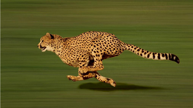 塔罗占卜:选择图中哪只猎豹跑得最快?测你明年有着怎样的好运