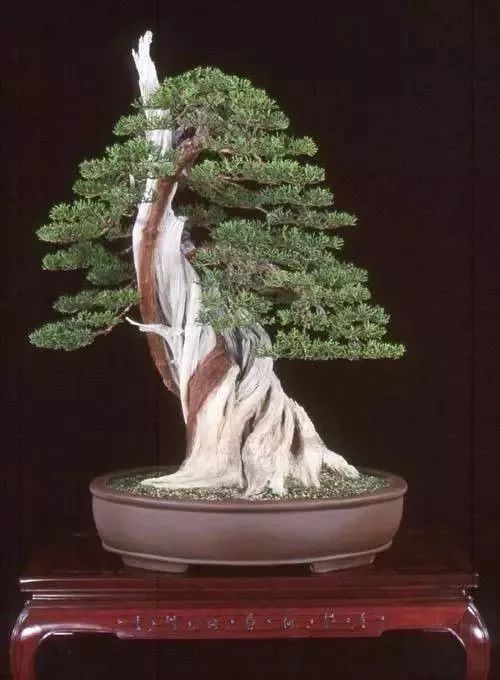 盆景"舍利干"刚柔相济