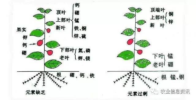 谨防果树生长的17种元素打架