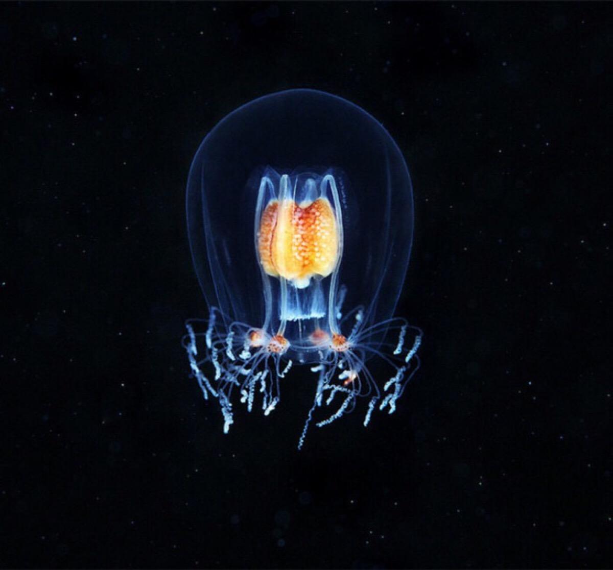 若灯塔水母能永生,那整个微生物世界将都是永生的存在