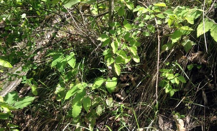 农村这种草被称"三头六臂",牛吃了会发情,如今几十元一斤!