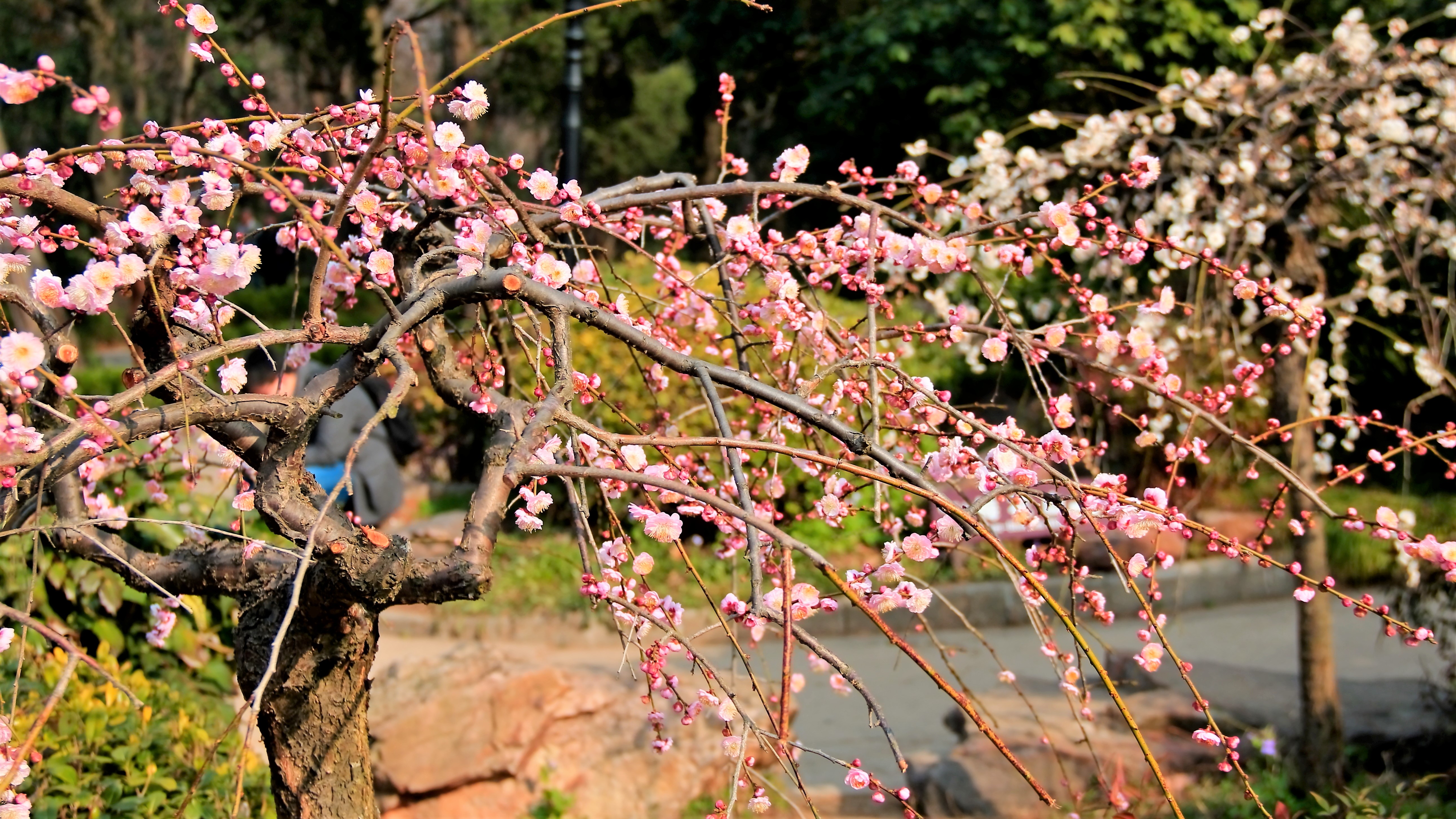 南京梅花山的梅花開了