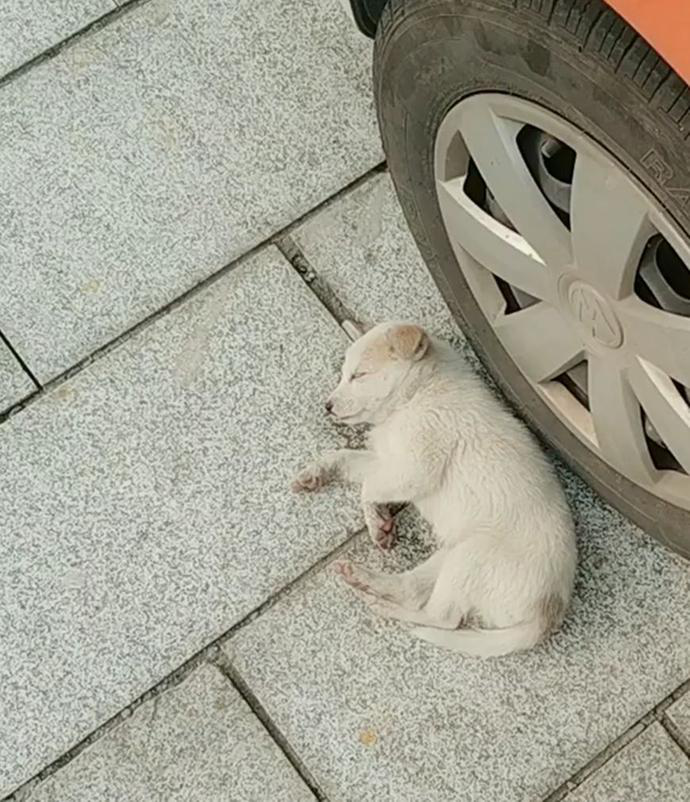 网友开车偶遇"碰瓷狗",躺地上就不起来,狗:没5斤狗粮起不来