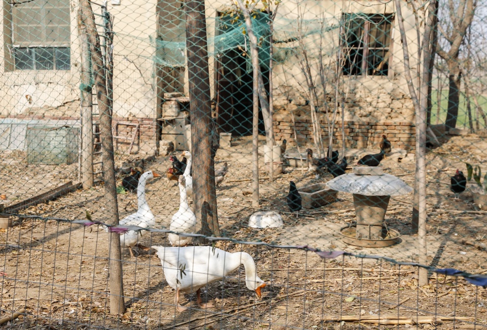 农村大姐孤身一人,靠30年前老院搞养殖给儿子买房买车