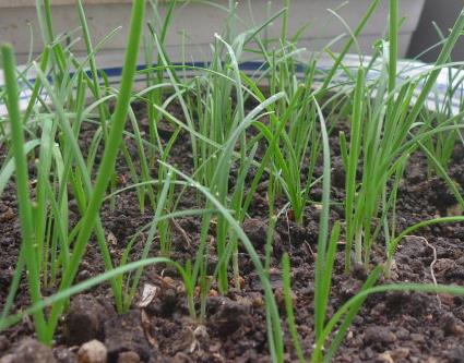 韭菜定植后前1-2年产量较低,3-6年为生长盛期,产量最高,10年后进入