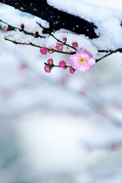 梅花雪中独自开的图片图片