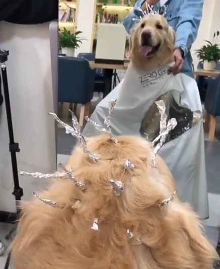 带狗狗去理发店烫"锡纸烫",主人:广场上的小母狗们要注意了!