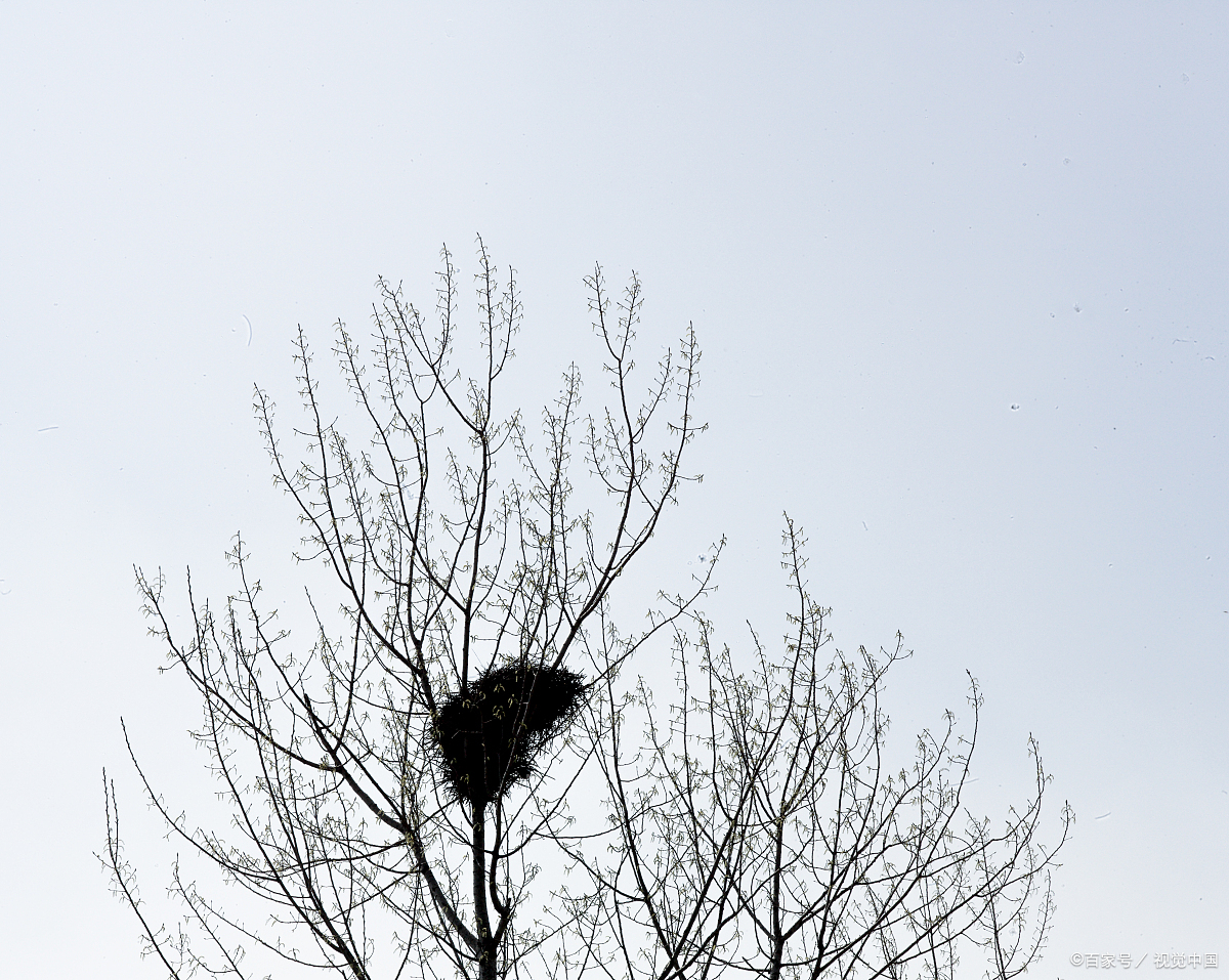 哭泣的小鸟(文:梅竹)