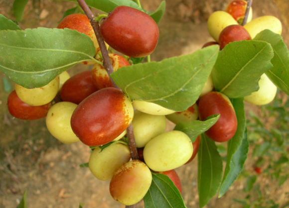 金枣- 优质问答专区