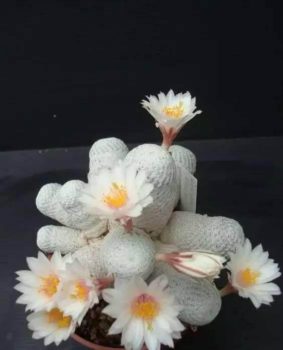 这些毛茸茸的多肉开花,美出天际!