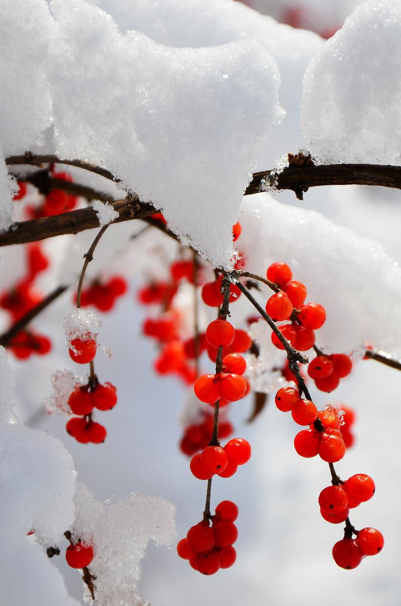 現代詩:《冬之初雪》