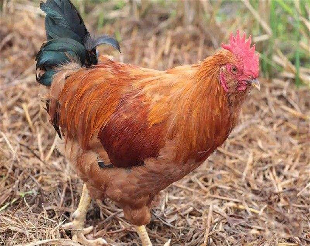 带你了解地方特色鸡种象洞鸡
