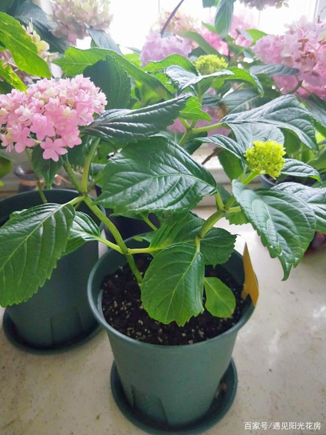 重瓣绣球"花手鞠"养开花,做好3点很重要!