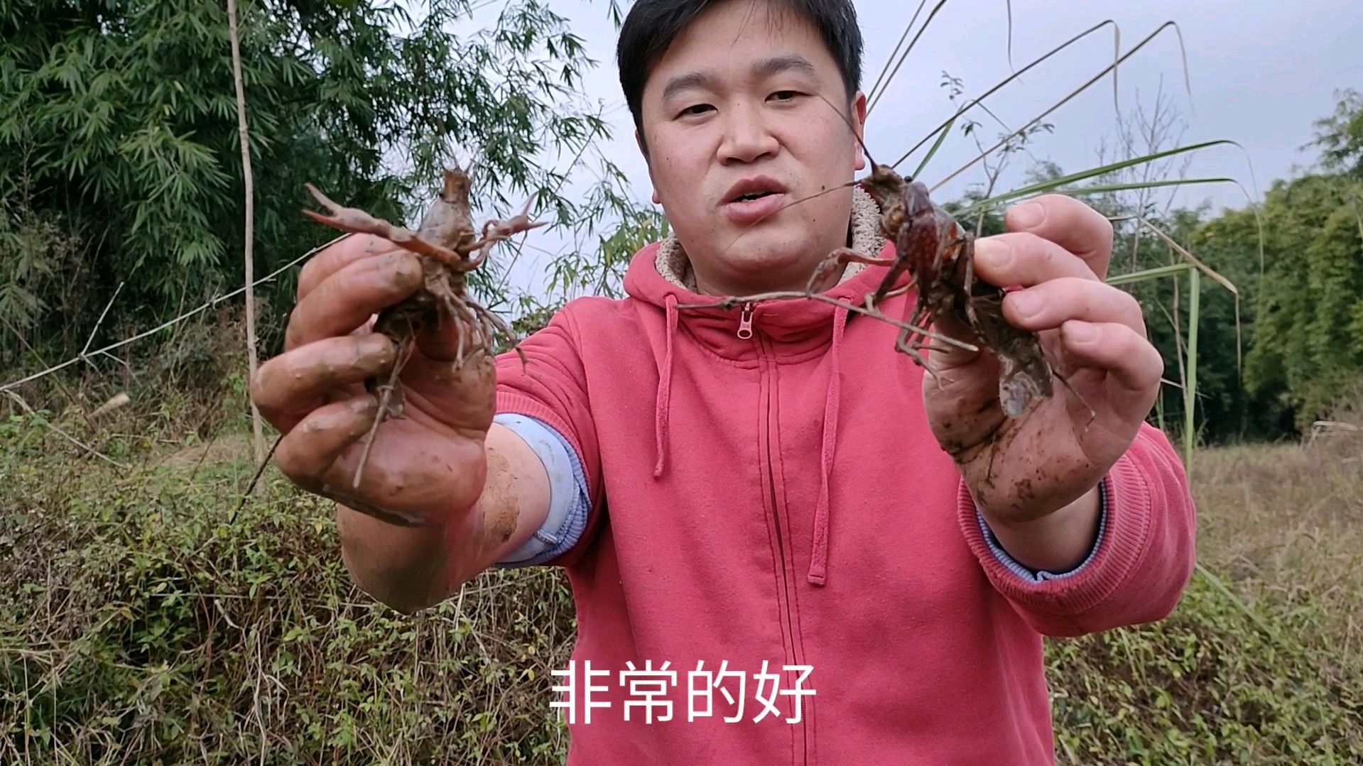 小龙虾已经泛滥了,从小抓到大都没有抓完,断一只大脚还能长出来