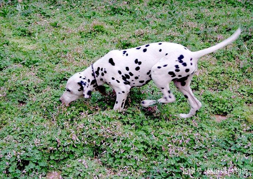 斑点狗因身上的斑点而得名,带这样的狗狗走到哪都是焦点