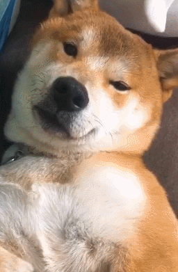 柴犬醒来时,发现主人在身边,它的反应太暖心,妹子:撩到我了!