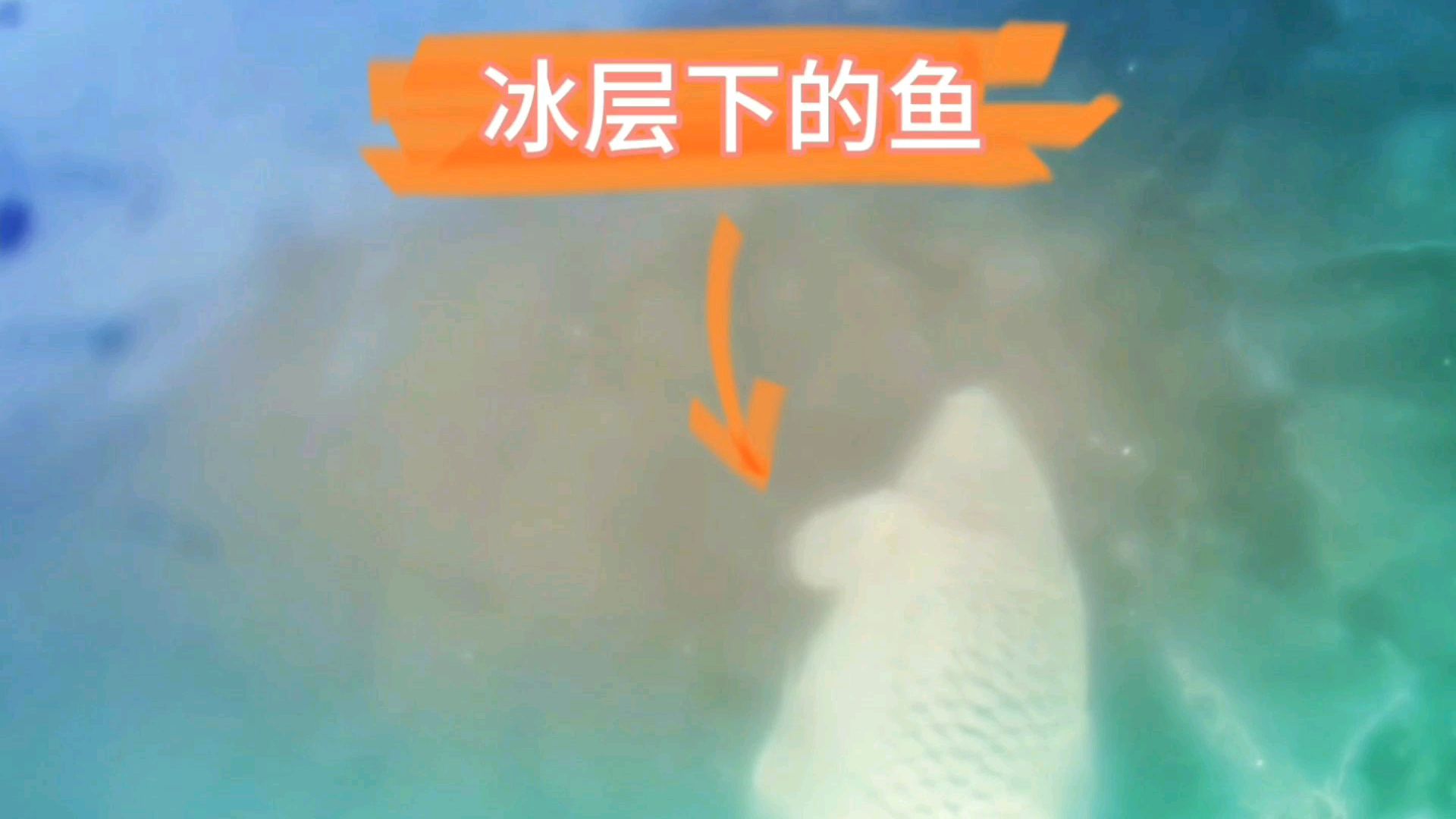 半米厚冰层下,突然发现多条8斤重大鱼,冰下看鱼是否能游动?