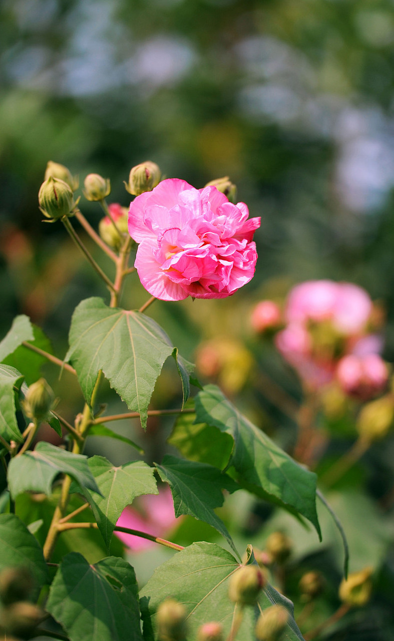 站在书房里,推窗而望,我看到了一棵高大的芙蓉树,它像一位美丽的邻居