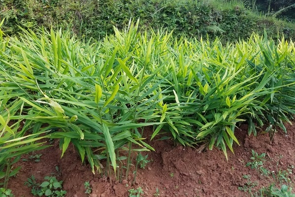 黄姜- 热门商品专区