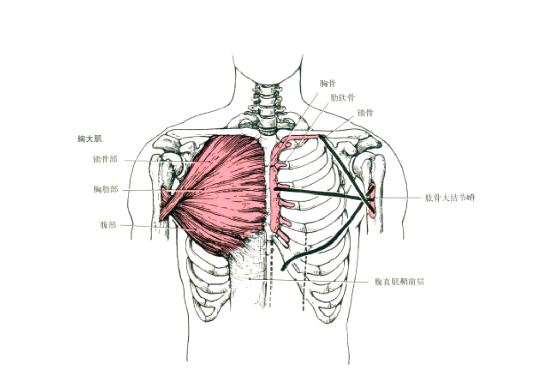 图七:胸大肌