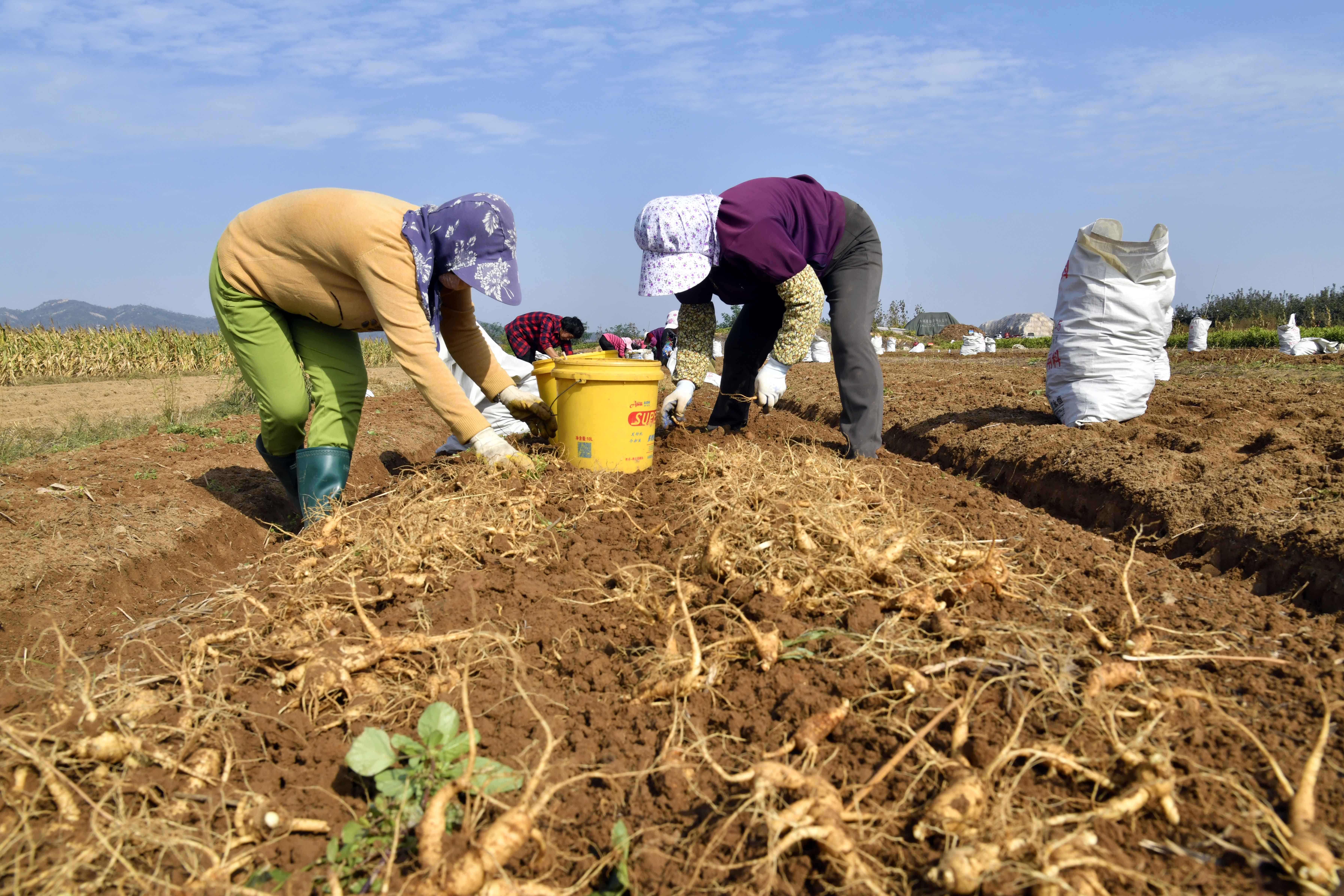 山东文登:西洋参喜获丰收