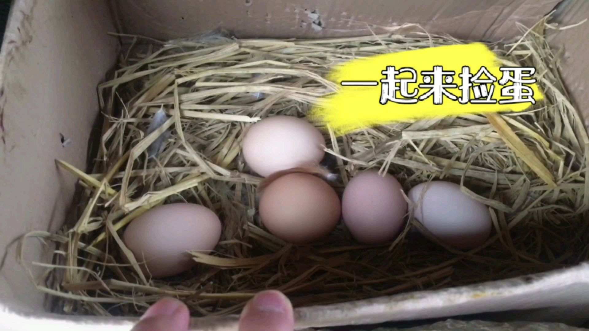 两个鸡窝捡到11个鸡蛋,小伙都乐了,到底咋回事?