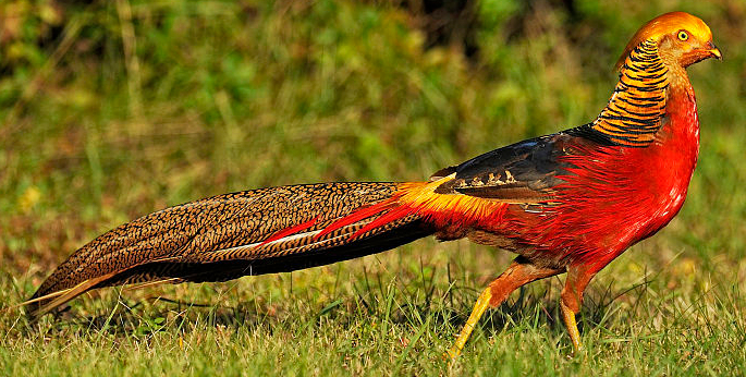 红腹锦鸡(学名:chrysolophus pictus)又名金鸡,中型鸡类,体长59-110cm