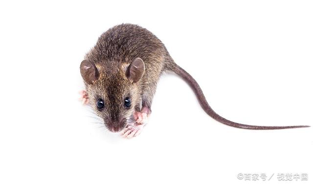 老鼠的嘴巴尖尖的,尾巴细长,喜欢生活在阴暗的环境