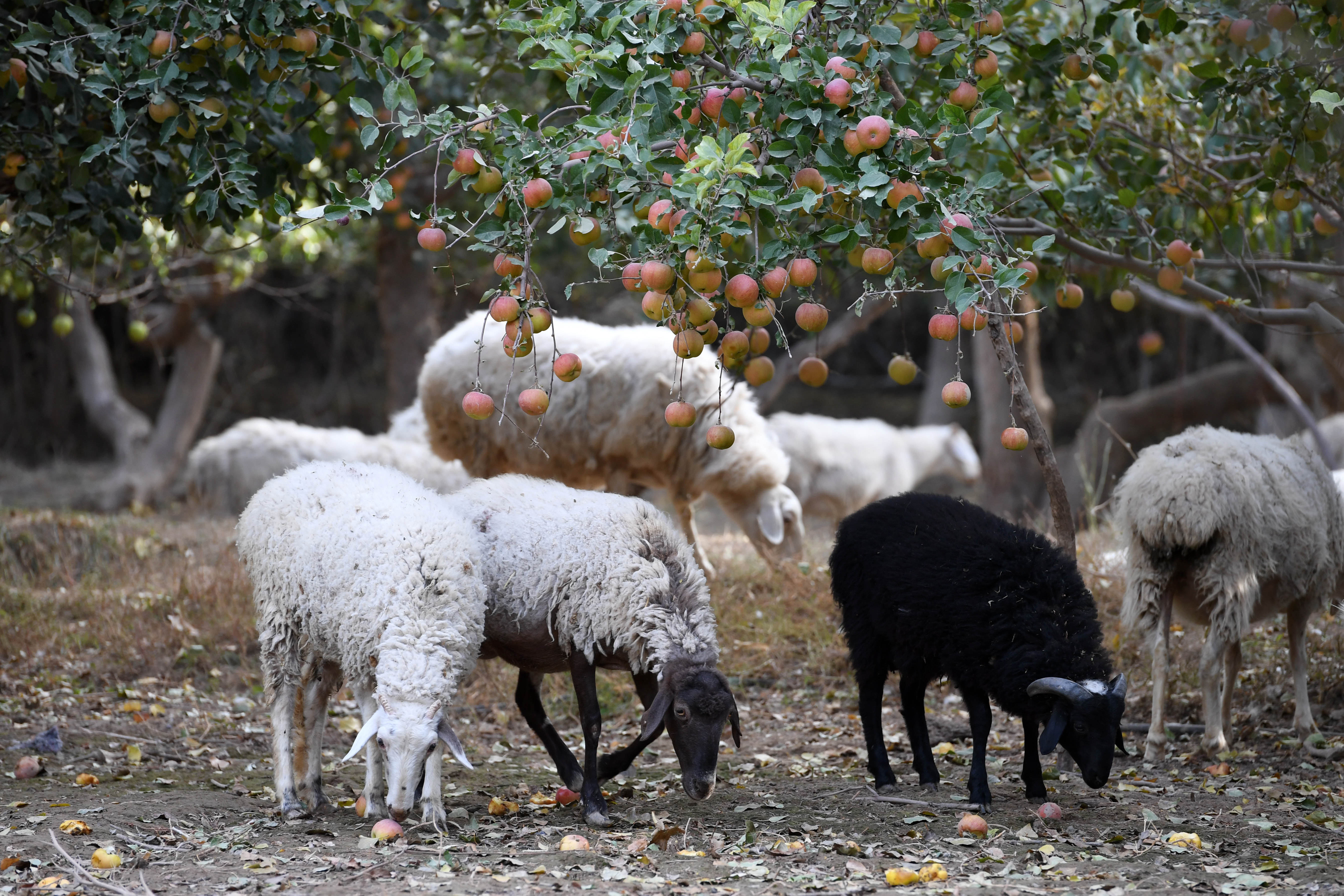 甘肃敦煌:林下养殖效益好(3)
