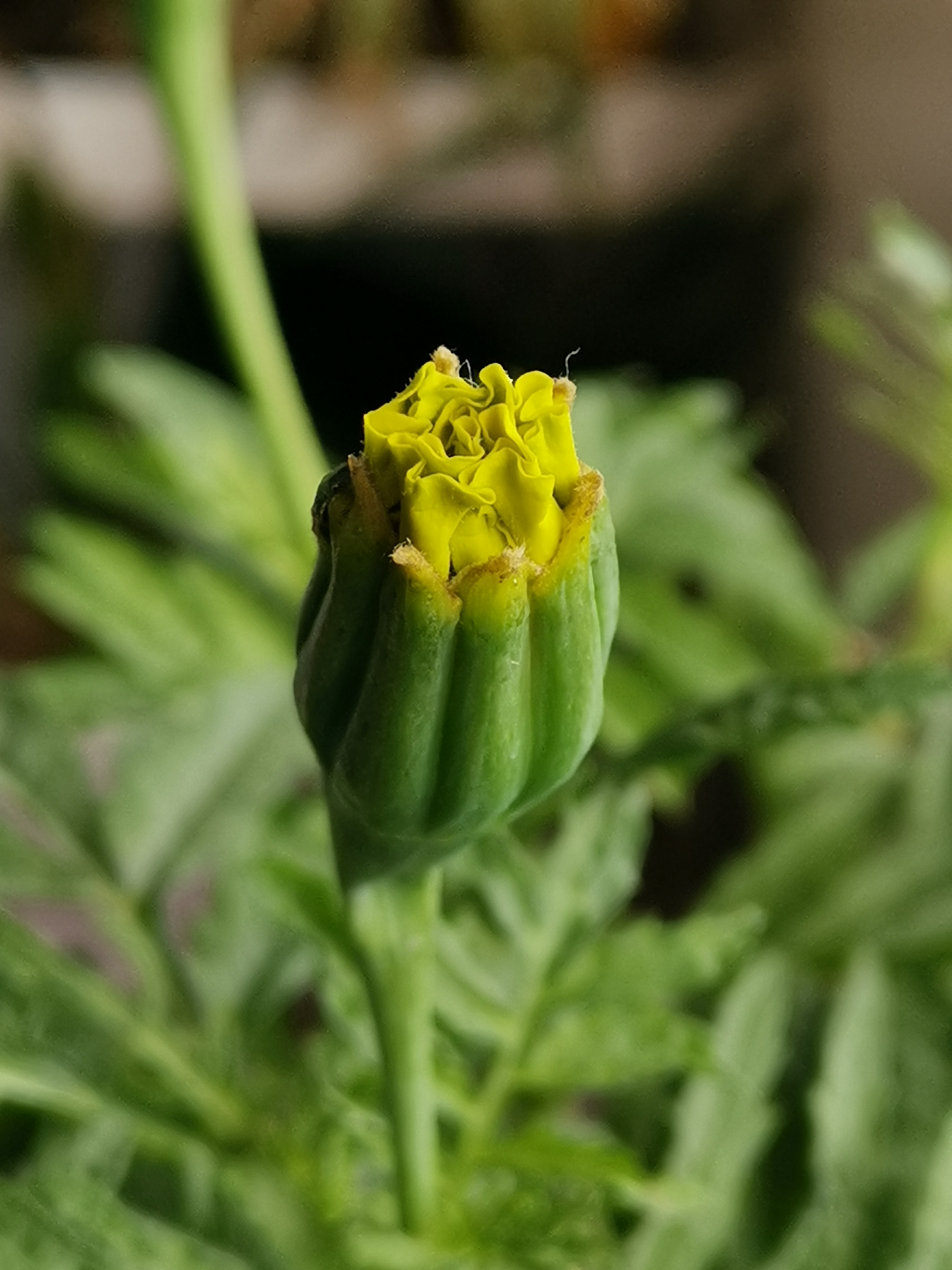 全株都香的单瓣万寿菊