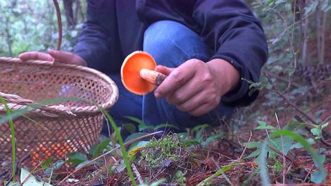 [图]雨后的松树林里长了很多蘑菇，阿哥采的这种野生蘑菇最好吃