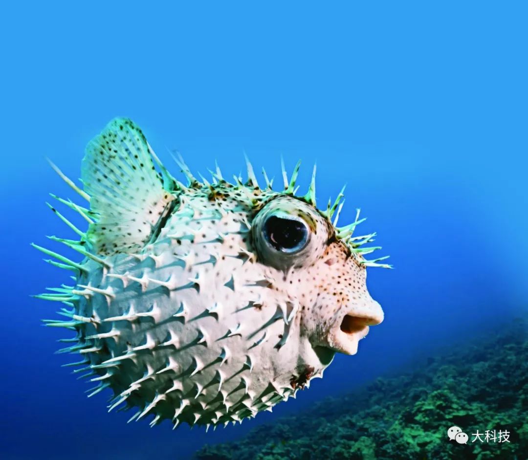 河鲀的"特异功能"