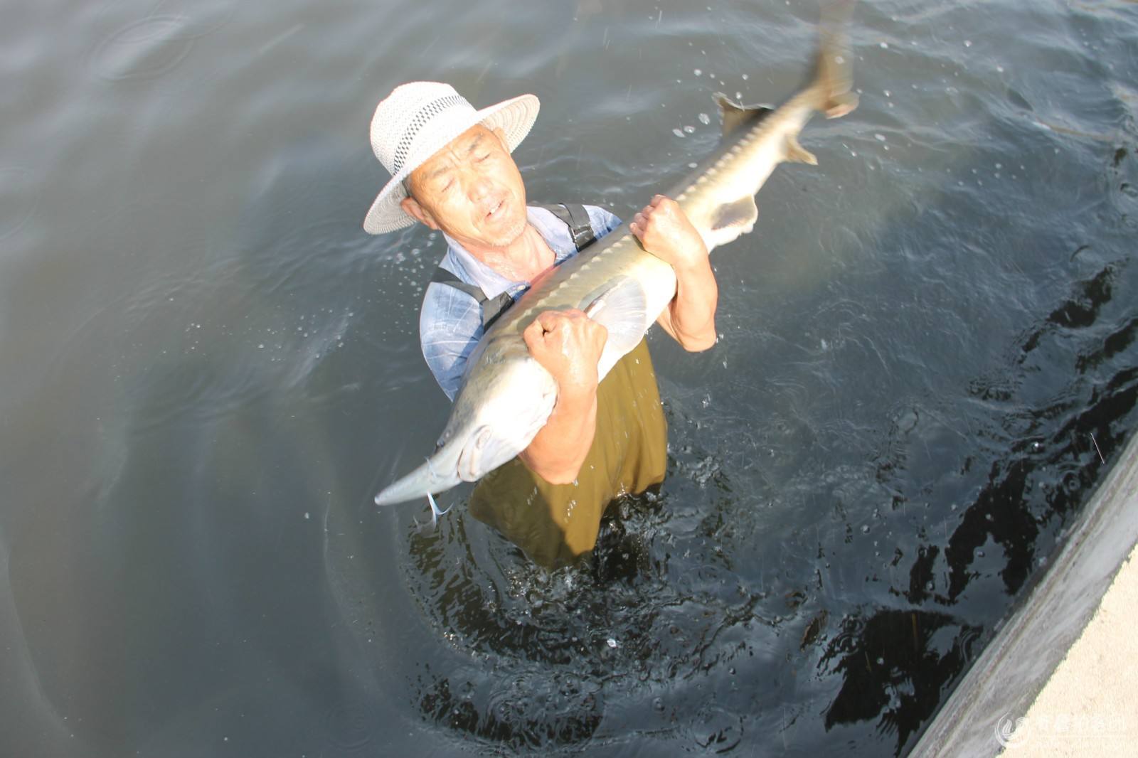 鲟鱼全身都是宝,连鲟鱼鳔都能治病!这人工养殖方法你知道吗?